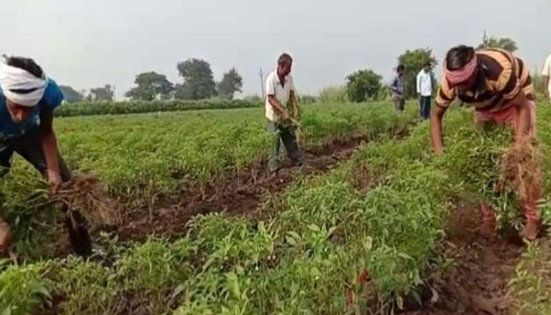 Farmers Faces Problems for Officer Negligency