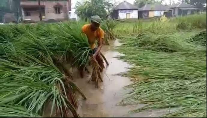 পাকা ধানে মই দিল বুলবুল, কৃষকদের মাথায় হাত