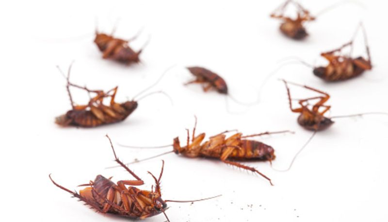 US company offers homeowners Rs 1 5 lakh to release 100 cockroaches into their house gcw