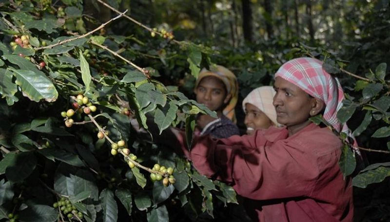 madikeri arabica coffee harvest begins