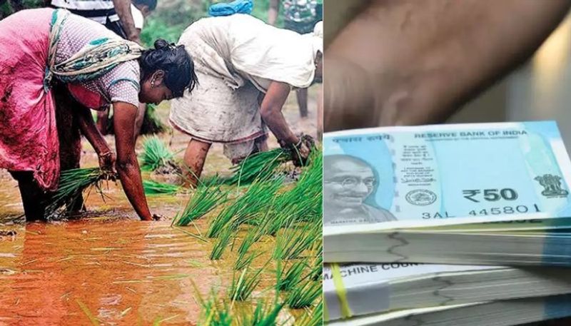 farmers in Maharashtra conduct fish farming in paddy fields