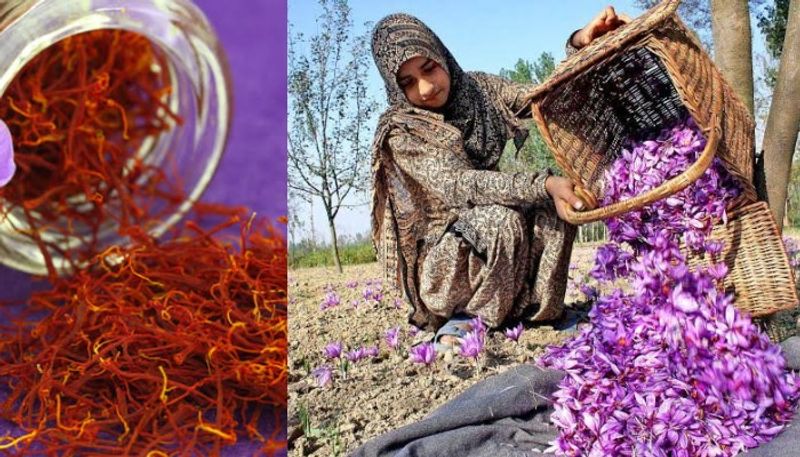 Saffron production in jammu Kashmir increased by 200 percentage