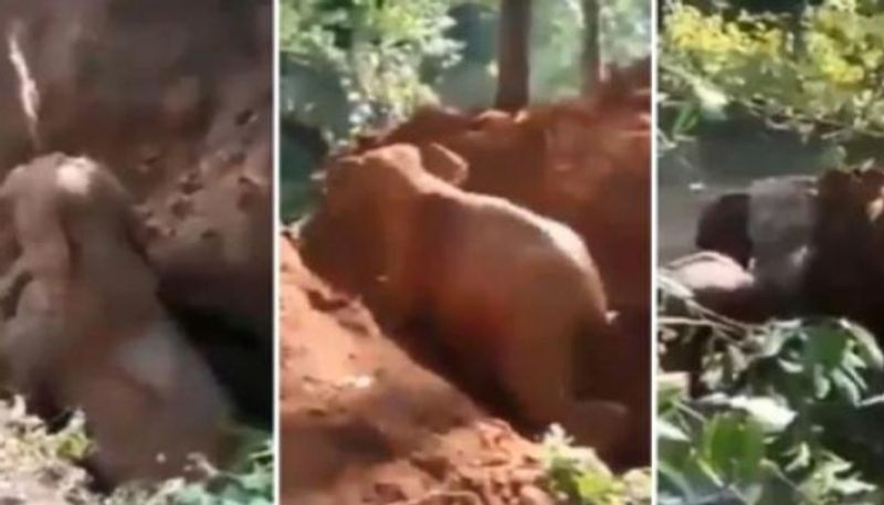 baby elephant rescued from ditch mother thank helpers