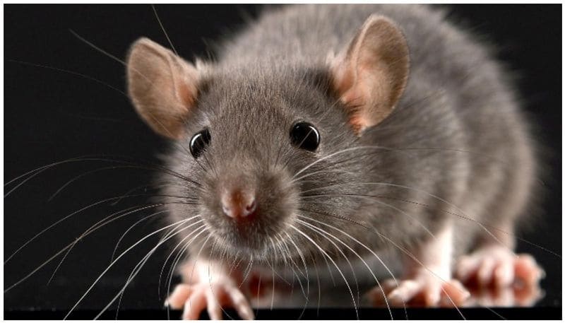 Air India flight delayed 12 hour due to Rat