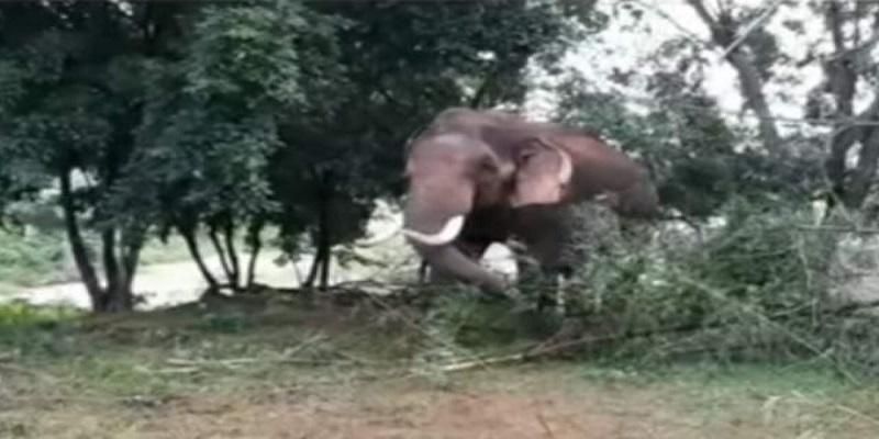 steps were taken to catch arisi raja elephant