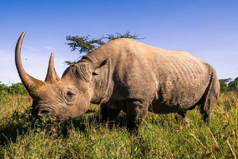 Fake horns created to support rhino conservation