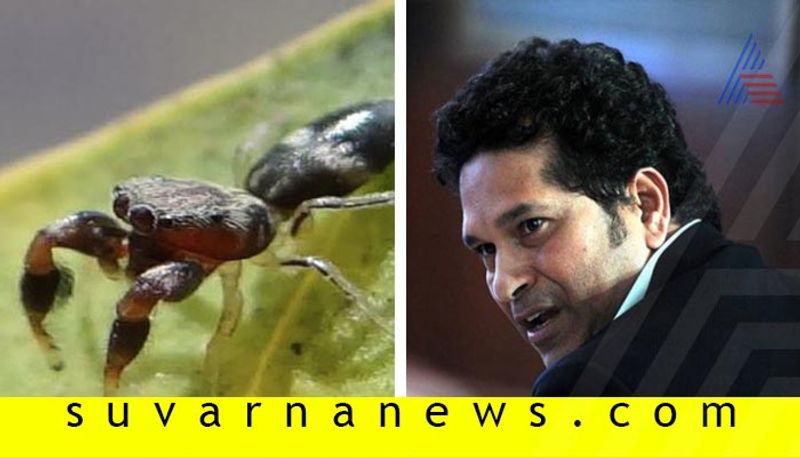 Scientist names newly discovered spider species as Sachin Tendulkar