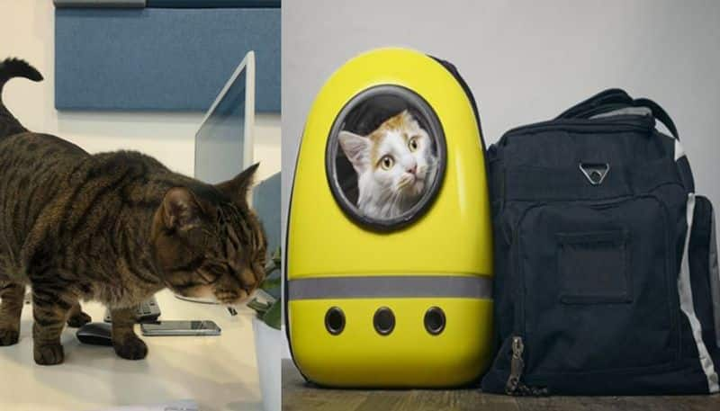 airline stripped a passenger for breaching its rules by sneaking his overweight cat aboard a flight