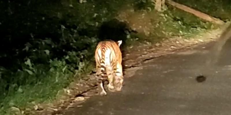 tiger attacks continues in south madikeri region