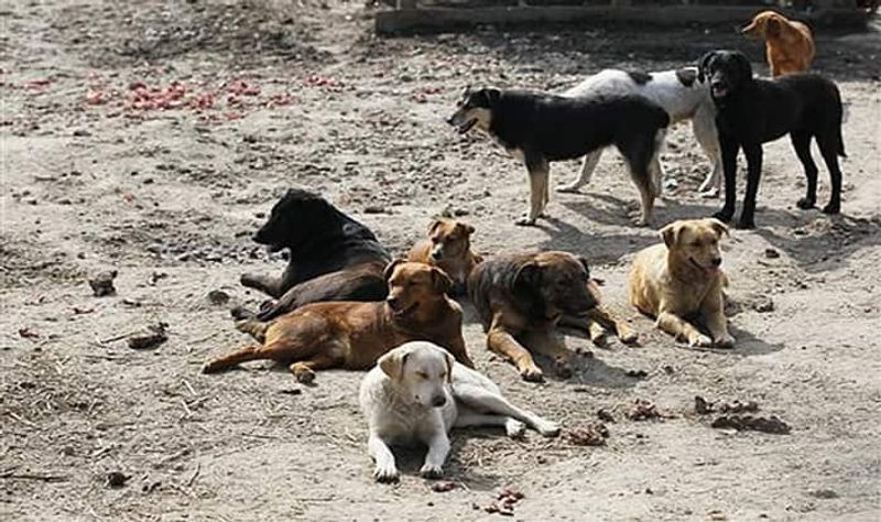 Public Faces Problems for Street Dogs in Kushtagai in Koppal  District