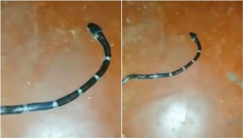 viral video of narrow escape from snake bite