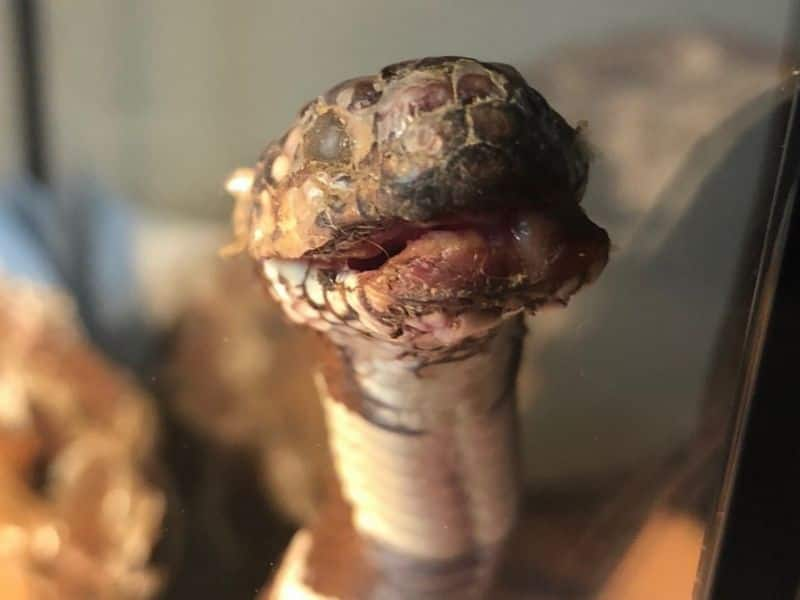 This Fungus Makes Snakes Look Like Mummies. It Just Turned Up in California