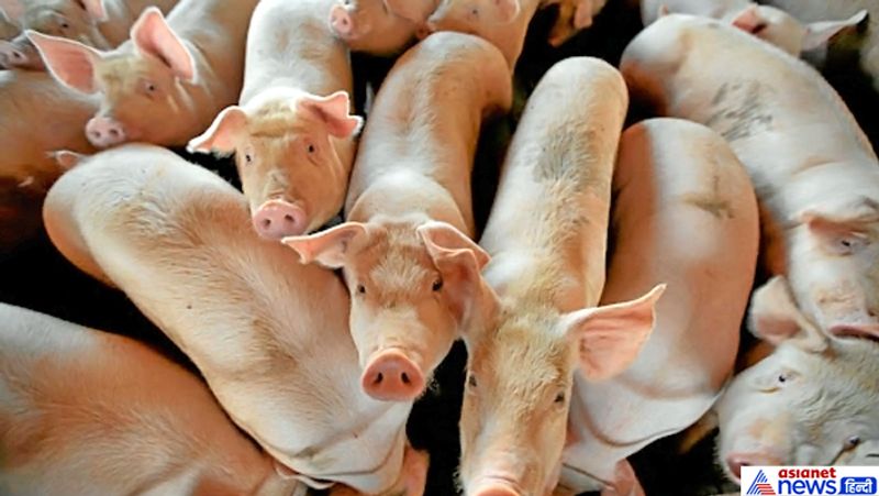 First Case of African Swine Flu Detected in India; 2,500 Pigs Killed in Assam