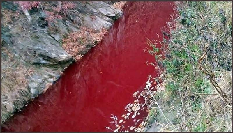 Mass pig slaughter stains South Korean river red