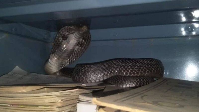 good snake hidden in student shoe