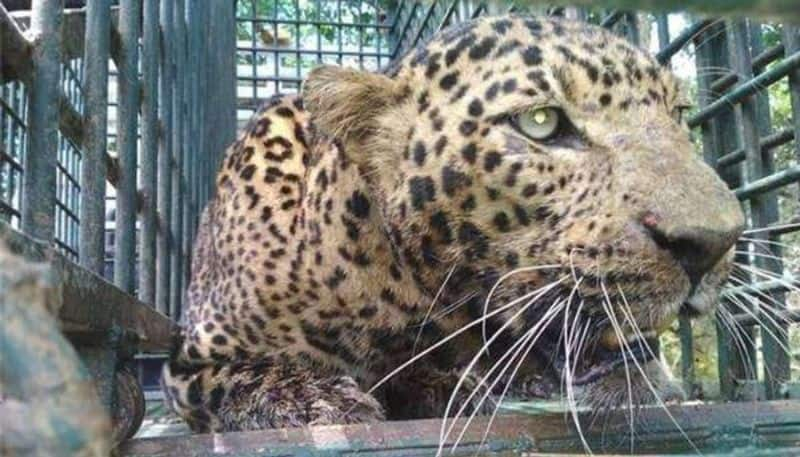 2 cheetah Captured in Chitradurga