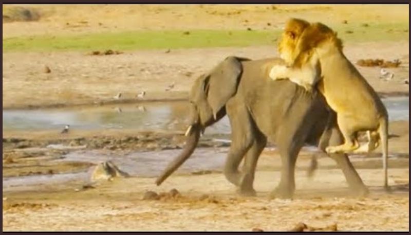 Ngweshla in Hwange National Park Lone Lion Takes on Young Elephant