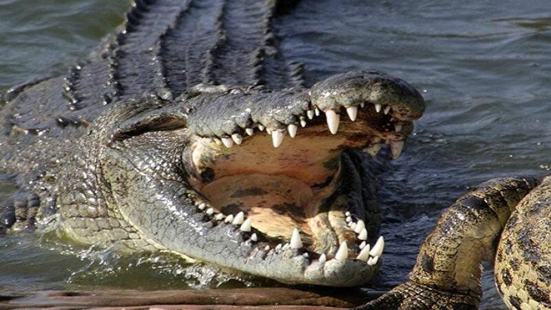 Chikmaglur Crocodile at Bhadra Bank in Balehonnur Creates Panic