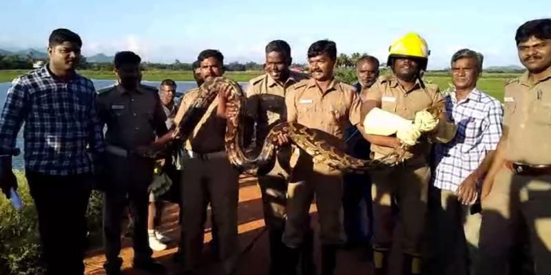 python swallowed a goat in theni