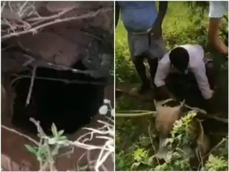 youngsters rescued a bull from borewell