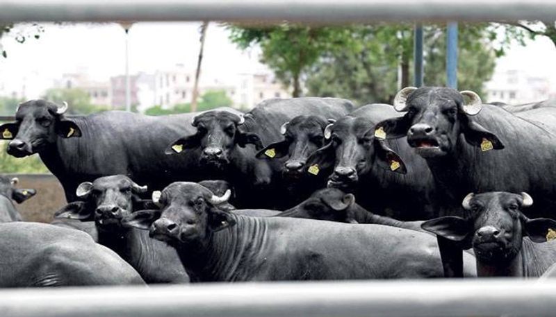 many buffaloes run over by goods train near Jokatte in Mangaluru gow