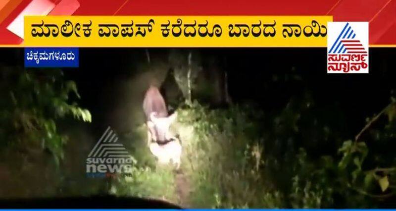 Dog Stops Gaur in Chikkamagaluru