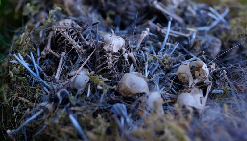 Dead birds nests contain 36 different pesticides, including DDT