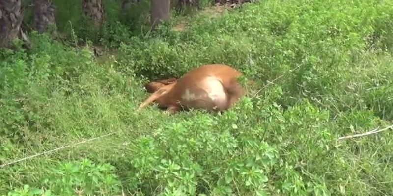 2 cows died due to electric shock