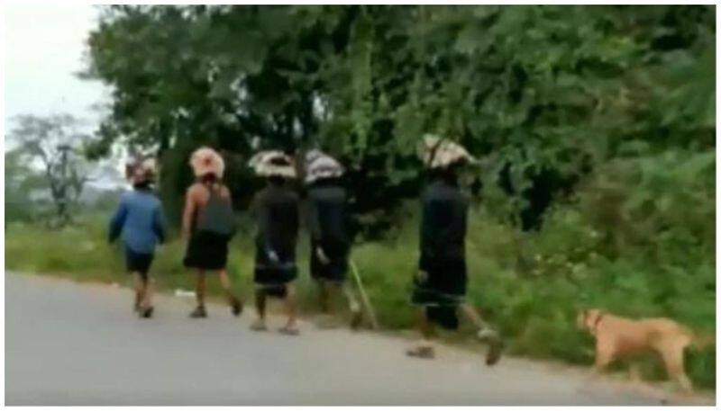 Stray dog walks over 480kms with devotees to Sabarimala