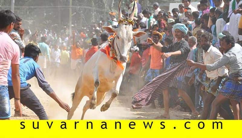 about bull chasing event in karnataka Hori habba