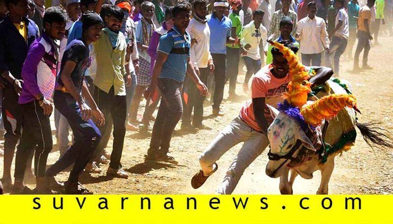 about bull chasing event in karnataka Hori habba