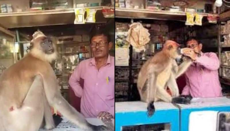 injured monkey came into medical store in west bengal