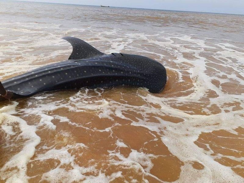 biggest whale shark found in visakha tantadi beach