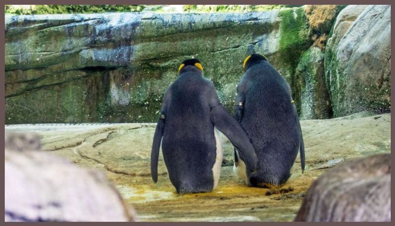 Gay Penguin Couple Had No Egg of Their Own. So They Stole One