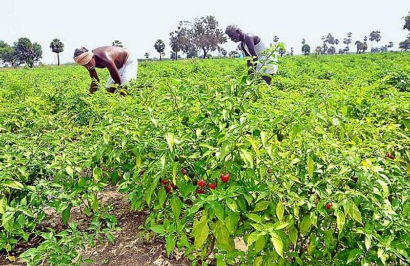 ramanadapuram collector veeraragava raw strictly order to fertilizer hoarding