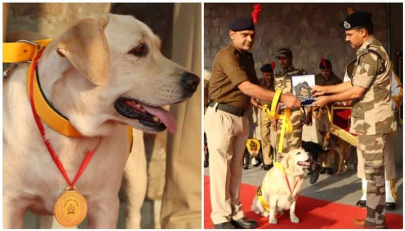 CISF bids brave dogs grand farewell on retirement