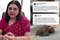 After rescuing injured monkey, BJP MP Maneka Gandhi wins hearts on social media