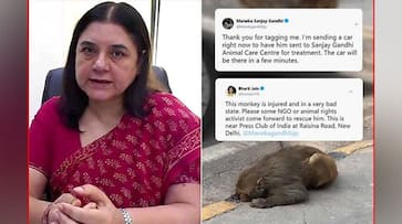 After rescuing injured monkey, BJP MP Maneka Gandhi wins hearts on social media