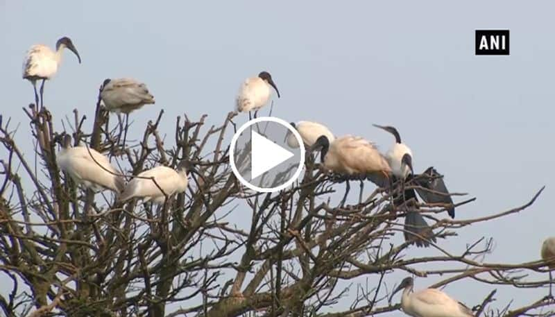 Migratory bird arrive at Bagalkot Alamatti dam