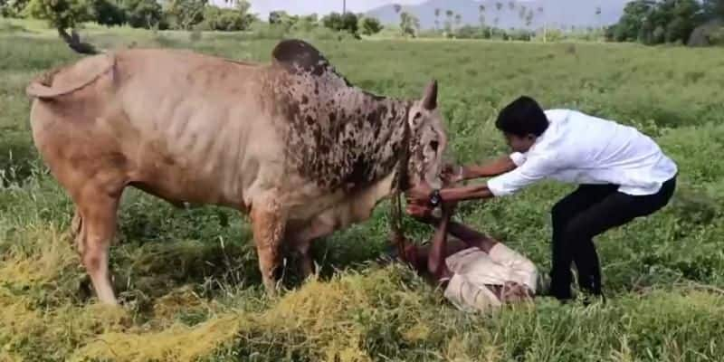 son saved his father from ox