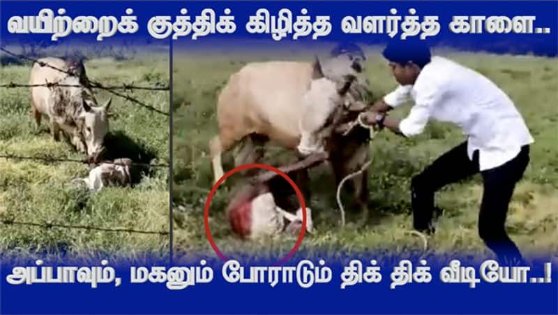 Jallikattu Bull Attacked owner video