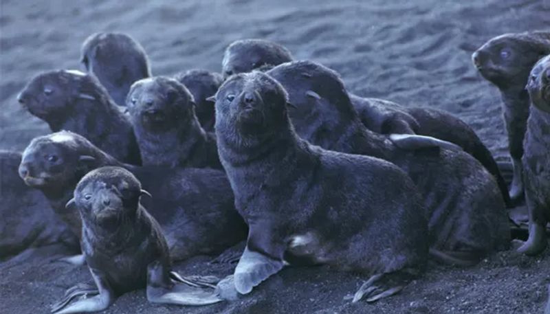 Thousands Of Seals Found Dead In Namibia