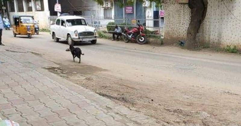 mother dog caught its baby dog's body in mouth