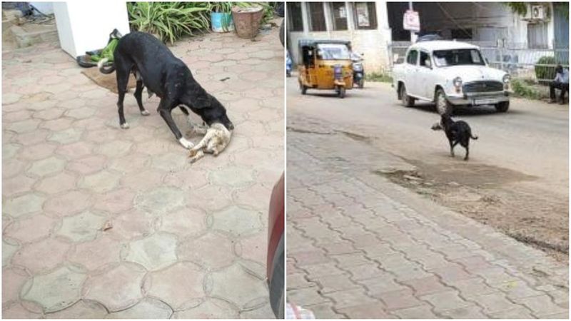 mother dog caught its baby dog's body in mouth