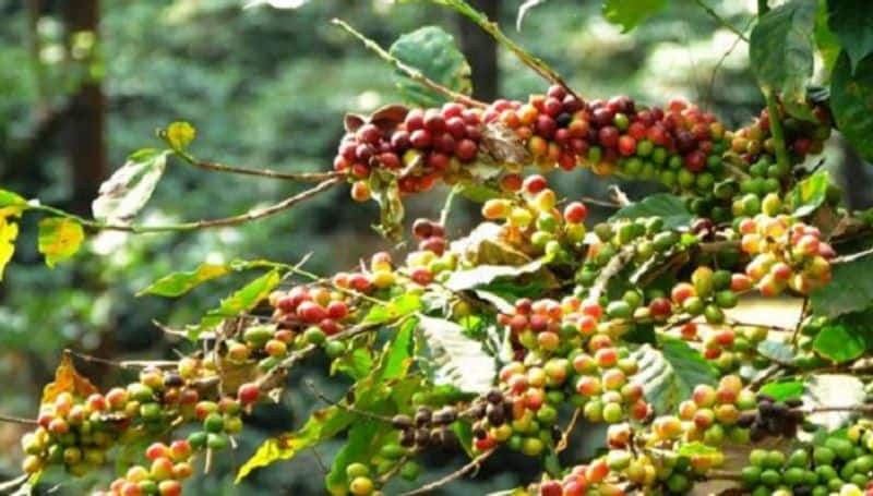 Climate effect in coffee in kodagu snr