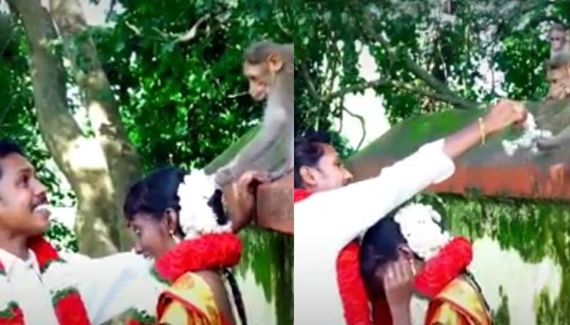 funny video that monket snatches flowers from brides hair