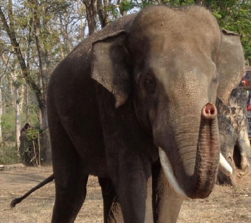 Karnataka: Jumbo Kusha yet to return to Dubare camp