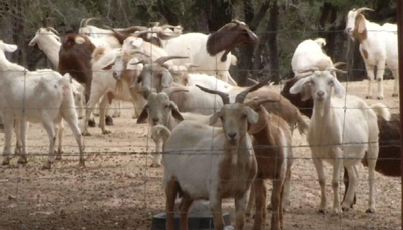 pet animals found murdered and pentagram marks on them natives alleges satanic sacrifice