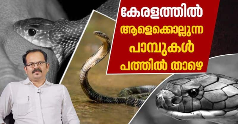 precautions to identify venomous snakes in kerala expert talks