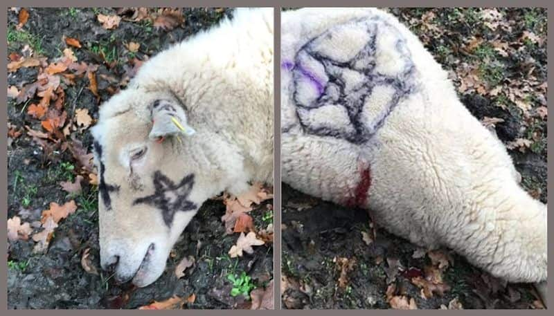 Satanism scare after stabbed animals found in New Forest